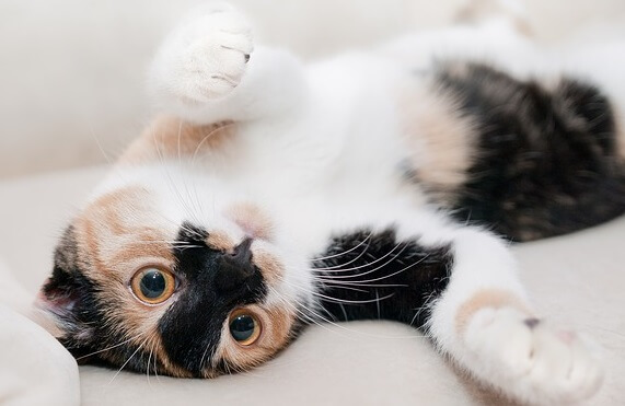 ダイクロイックアイの猫が生まれる原因 確率 値段と視力の情報も ぱやブログ
