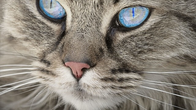 不思議な色の目の猫