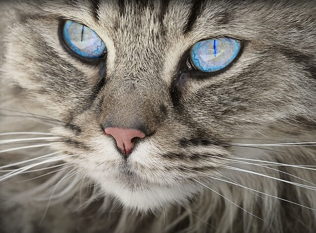 不思議な色の目の猫
