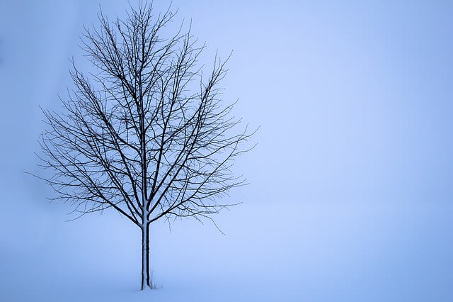 雪景色（雪の中の樹）