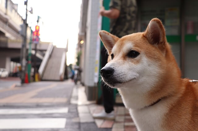 シバ犬の写真