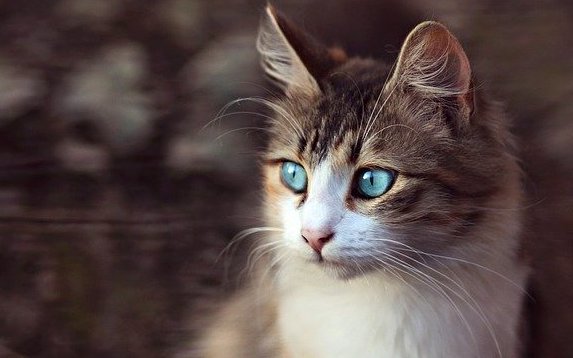 猫目（青い目）