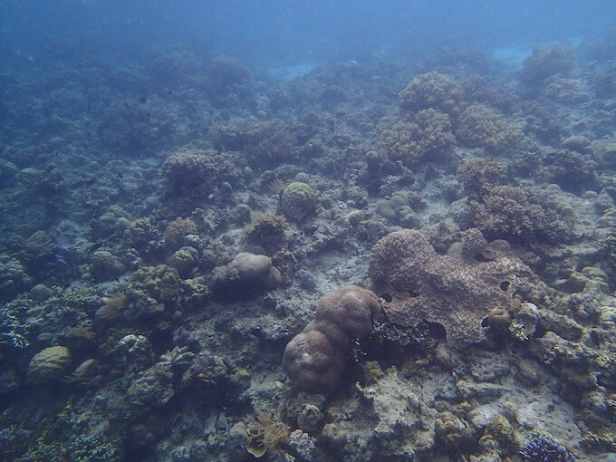 あまり状態の良くない珊瑚1