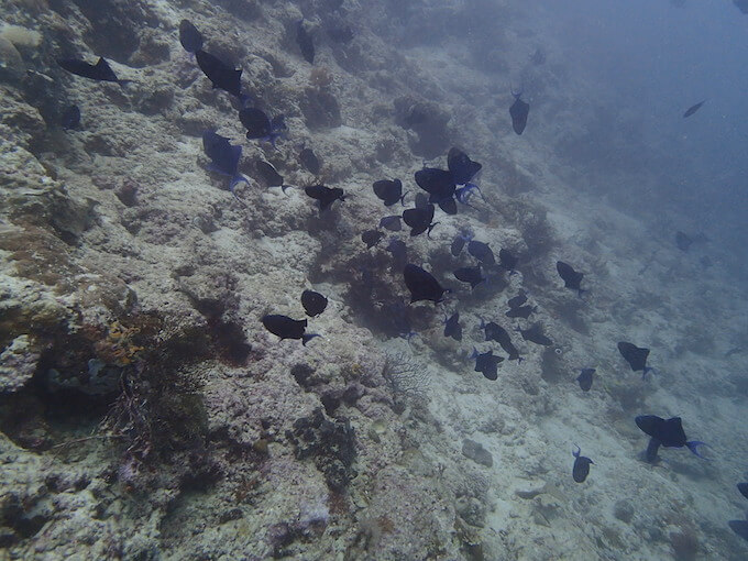 白化した珊瑚礁と魚