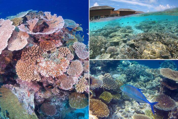 美しい珊瑚礁